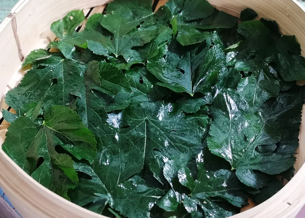 substitute baking paper with mulberry leaves
