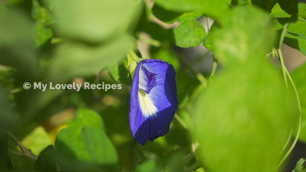 Butterfly Pea Flower